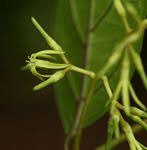 15 Medicinal Health Benefits of Oncinotis glabrata (Smooth Oncinotis)