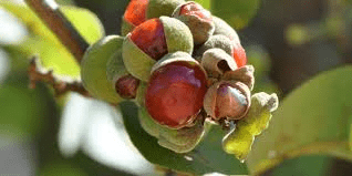 Faayidaa Fayyaa Qorichaa 10 Paappii (Pappea capensis) .