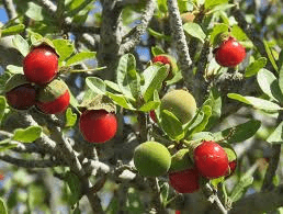 10 Medicinal Health Benefits of Pappea (Pappea capensis)