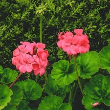 20 Faayidaa Fayyaa Qorichaa Pelargonium inquinans (African geranium) .