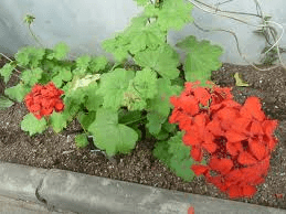 20 Medicinal Health Benefits of Pelargonium inquinans (African geranium)