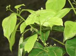 Faayidaa Fayyaa Qorichaa 12 Cinnamomum Parthenoxylon (Yellow Camphorwood) .