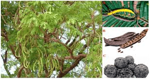 Faayidaa Fayyaa Qorichaa 10 Philenoptera laxiflora (African Locust Bean) .