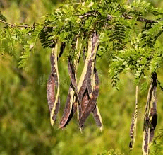 10 Medicinal Health Benefits of Philenoptera laxiflora (African Locust Bean)