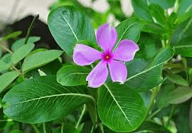 5 Faayidaa Fayyaa Qorichaa Petchia madagascariensis (Madagascar Periwinkle) .