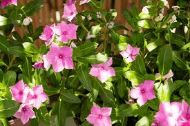 5 Medicinal Health Benefits of Petchia madagascariensis (Madagascar Periwinkle)