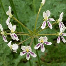 7 Faayidaa Fayyaa Qorichaa Pelargonium triste (Triste pelargonium) .