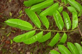 10 Faayidaa Fayyaa Qorichaa Pterocarpus soyauxii (African Teak) .