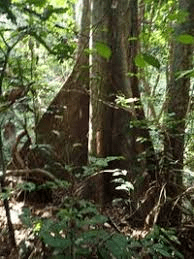 Health Benefits of Pterocarpus soyauxii (African Teak)