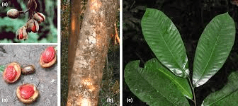 Faayidaa Fayyaa Qorichaa 10 Pycnanthus angolensis (African Nutmeg) .