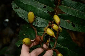 10 Medicinal Health Benefits of Pycnanthus angolensis (African Nutmeg)