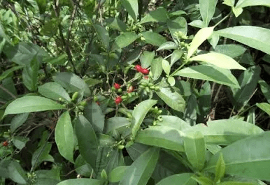 Faayidaa Fayyaa Qorichaa 10 Rauvolfia Mannii (Hundee Bofa Afrikaa) .