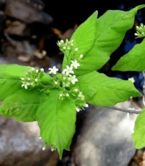 Faayidaa Fayyaa Qorichaa 10 Rauvolfia media (Indian Snakeroot) .