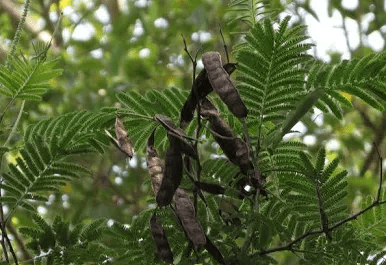 10 Faayidaa Fayyaa Qorichaa Senegalia polyacantha (Senegal Wattle) .