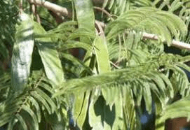 10 Medicinal Health Benefits of Senegalia polyacantha (Senegal Wattle)