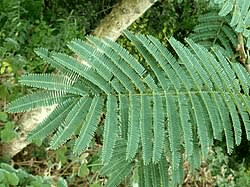 10 Medicinal Health Benefits of Senegalia polyacantha (Senegal Wattle)