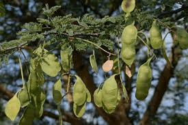 10 Faayidaa Fayyaa Qorichaa Senegalia senegal (Acacia senegal) .