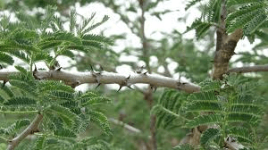 10 Medicinal Health Benefits of Senegalia senegal (Acacia senegal)
