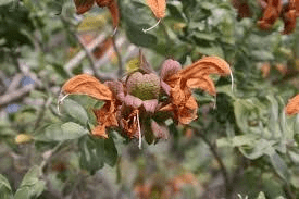 13 Faayidaa Fayyaa Qorichaa Salvia africana-lutea (African Sage) .