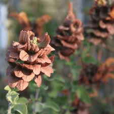 Medicinal Health Benefits of Salvia africana-lutea (African Sage)