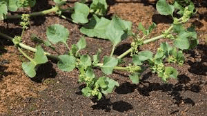 Faayidaa Fayyaa Qorichaa 10 Rumex hypogaeus (Ground Dock) .