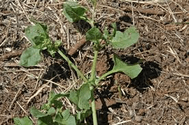 10 Medicinal Health Benefits of Rumex hypogaeus (Ground Dock)