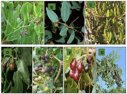 Faayidaa Fayyaa Qorichaa 10 Rhoicissus digitata (Baboon Grape) .