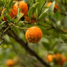 15 Medicinal Health Benefits of Citrus Unshiu (Satsuma Mandarin)