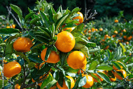 15 Medicinal Health Benefits of Citrus Unshiu (Satsuma Mandarin)