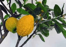 14 Faayidaa Fayyaa Qorichaa Siitroon (Citrus Medica) .