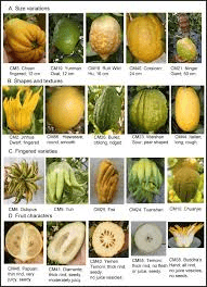 14 Medicinal Health Benefits of Citron (Citrus Medica)