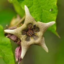 10 Faayidaa Fayyaa Qorichaa Dhukkuba Iskiizozaayijiyaa (Schizozygia coffaeoides) .