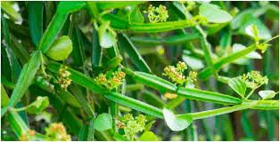 10 Medicinal Health Benefits of Schizozygia (Schizozygia coffaeoides)