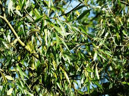 15 Faayidaa Fayyaa Qorichaa Salix mucronata (Willow Tree) .