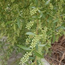 15 Medicinal Health Benefits of Salix mucronata (Willow Tree)