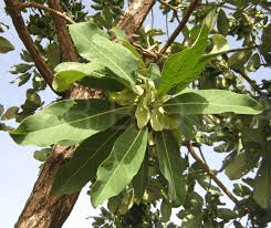 10 Bienfaits Médicinaux de Terminalia schimperiana (Afrique de l'amande)