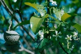 10 Medicinal Health Benefits of Tabernaemontana ventricosa (Pinwheel Flower)