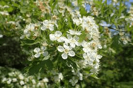 5 Medicinal Health Benefits of Crataegus Songarica (Songar Hawthorn)