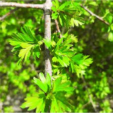 5 Medicinal Health Benefits of Crataegus Songarica (Songar Hawthorn)