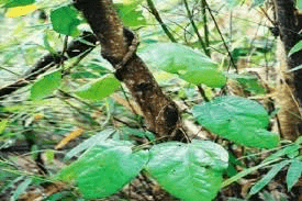 10 Medicinal Health Benefits of Coscinium Fenestratum (False Calumba)