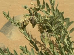 Faayidaa Fayyaa Qorichaa 10 Solenostemma (Solenostemma argel) .