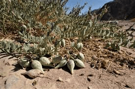 10 Medicinal Health Benefits of Solenostemma (Solenostemma argel)