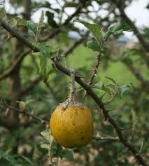 Faayidaa Fayyaa Qorichaa 10 Solanum aculeastrum (Sodom Apple) .