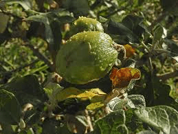 10 Medicinal Health Benefits of Solanum aculeastrum (Sodom Apple)