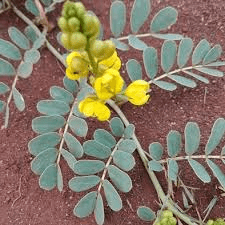 20 Medicinal Health Benefits of Senna italica (Italian Senna)