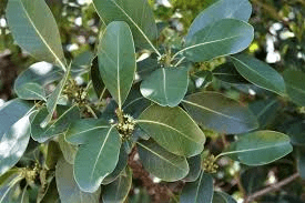 7 Faayidaa Fayyaa Qorichaa Sideroxylon inerme (White Milkwood) .