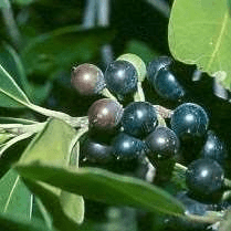 7 Medicinal Health Benefits of Sideroxylon inerme (White Milkwood)