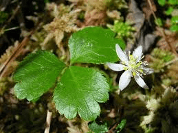 11 Medicinal Health Benefits of Coptis Japonica (Japanese Goldthread)