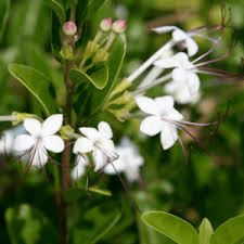 Faayidaa Fayyaa Qorichaa 7 Clerodendrum Infortunatum (Wild Jasmine) .