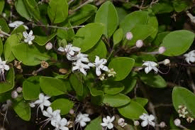 7 Medicinal Health Benefits of Clerodendrum Infortunatum (Wild Jasmine)